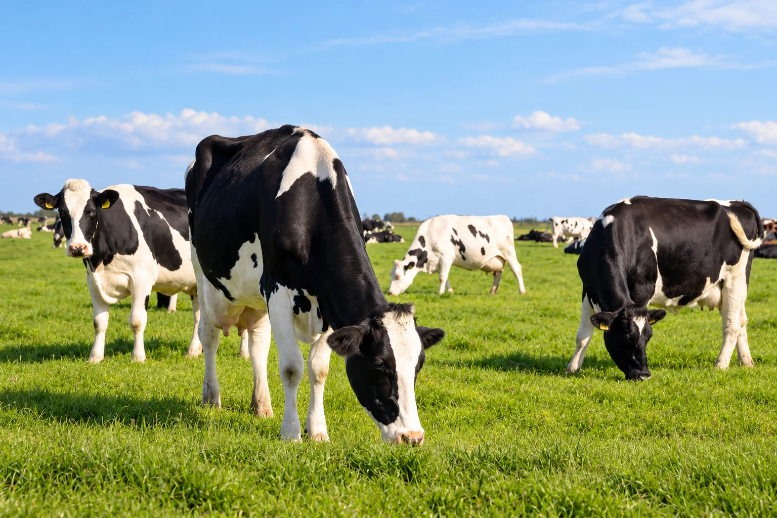 Holstein dairy cows grazing in a green meadow under a blue sky