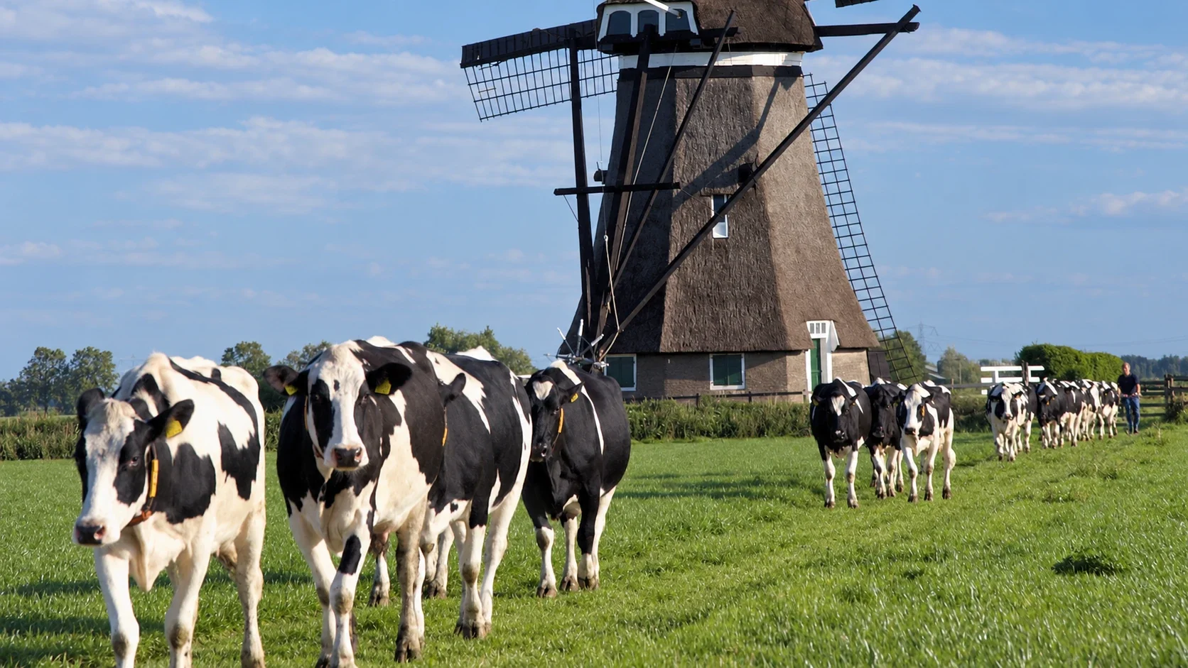 Holstein dairy cows walking through a Dutch meadow past a windmill